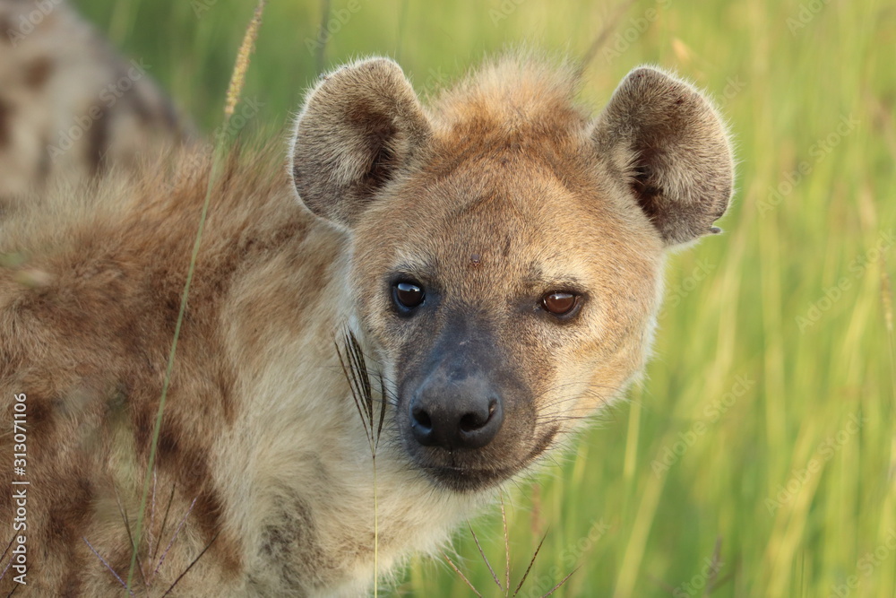 Spotted hyena (crocuta crocuta) face closeup. Spotted hyena (crocuta crocuta) face closeup.