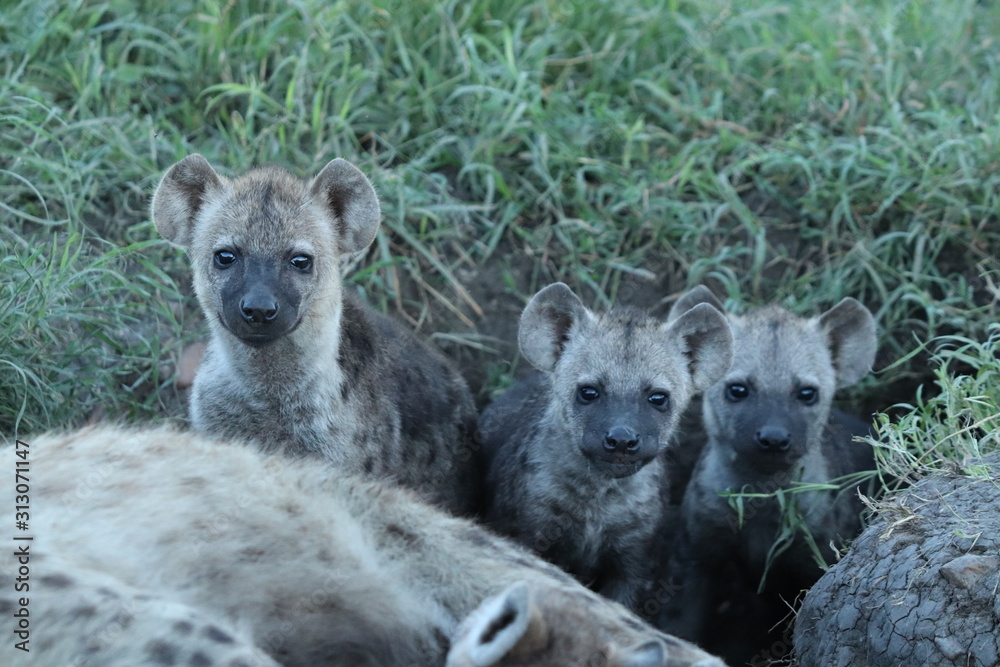 Group of young spotted hyenas (crocuta crocuta) by their den. Group of young spotted hyenas (crocuta crocuta) by their den.
