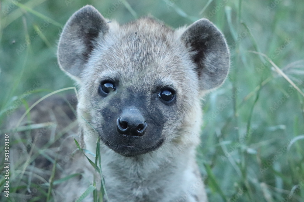 Obraz premium Spotted hyena cub (crocuta crocuta) face closeup.