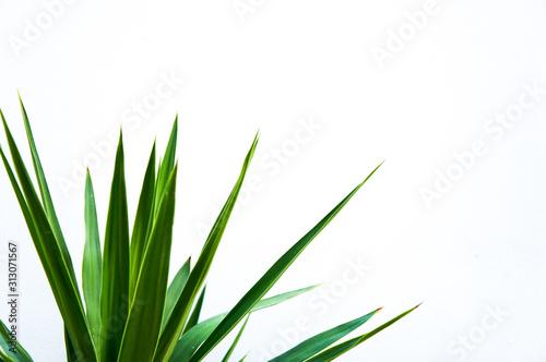The green leaves of isolated on a white background. Copy space.