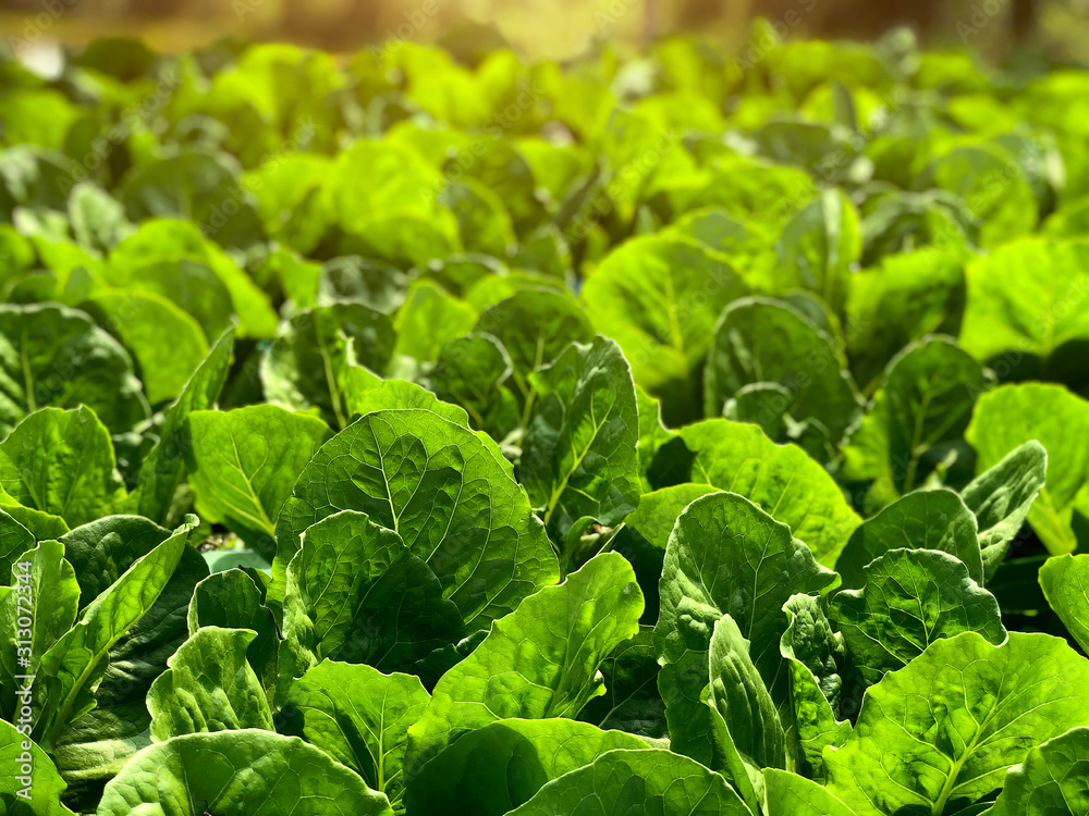 green leaf hydroponic vegetable field green leaf hydroponic vegetable field