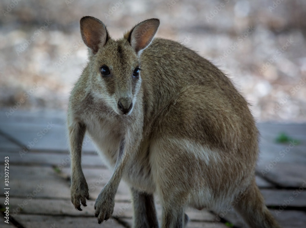 kangaroo in the Australian bush kangaroo in the Australian bush
