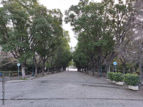 Road with trees in the sideways leading to a city park