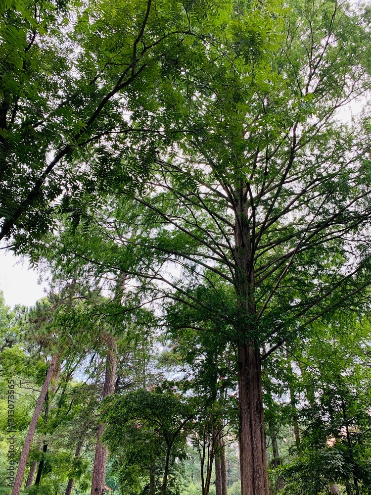 Fototapeta premium trees and blue sky