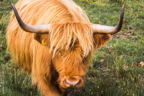 A typical Scottish highland cow