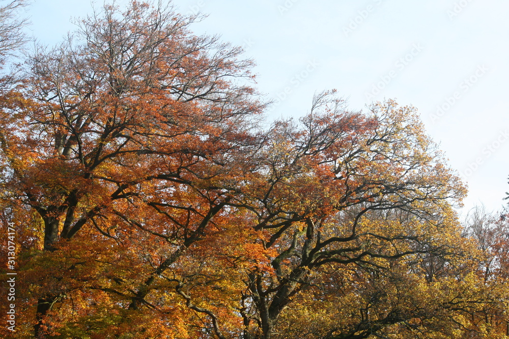 Fototapeta premium tree in autumn