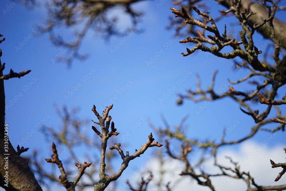 Old dry pear tree bare branches closeup, sunny winter day with blue sky background. Old dry pear tree bare branches closeup, sunny winter day with blue sky background.