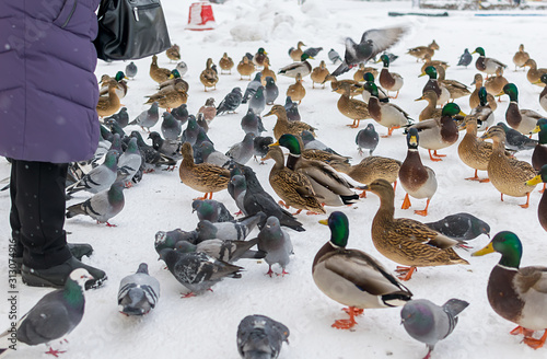 an elderly woman stands and feeds wild Siberian ducks, mallards, next to pigeons in the winter snow