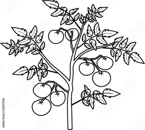 Coloring page. Determinate tomato plant with leaf and ripe tomatoes isolated on white background