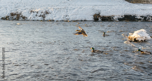 Wild Siberian ducks, mallards, swim and fly in the city pond, on the river in winter