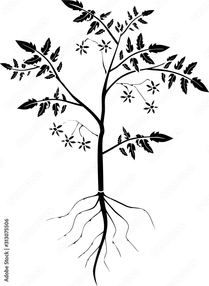 Obraz premium Stylized silhouette of tomato plant with leaves, flowers and root system isolated on white background