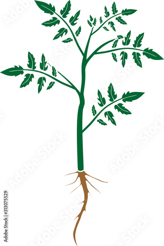 Stylized silhouette of tomato plant with green leaves and root system isolated on white background