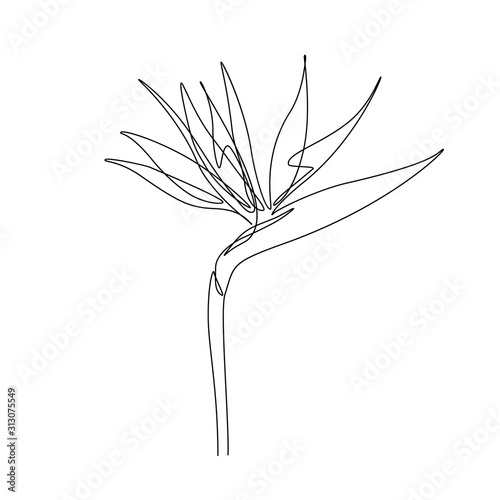 Exotic Strelitzia flower in one line art drawing style. Bird of paradise flower minimalist black line sketch on white background. Vector illustration