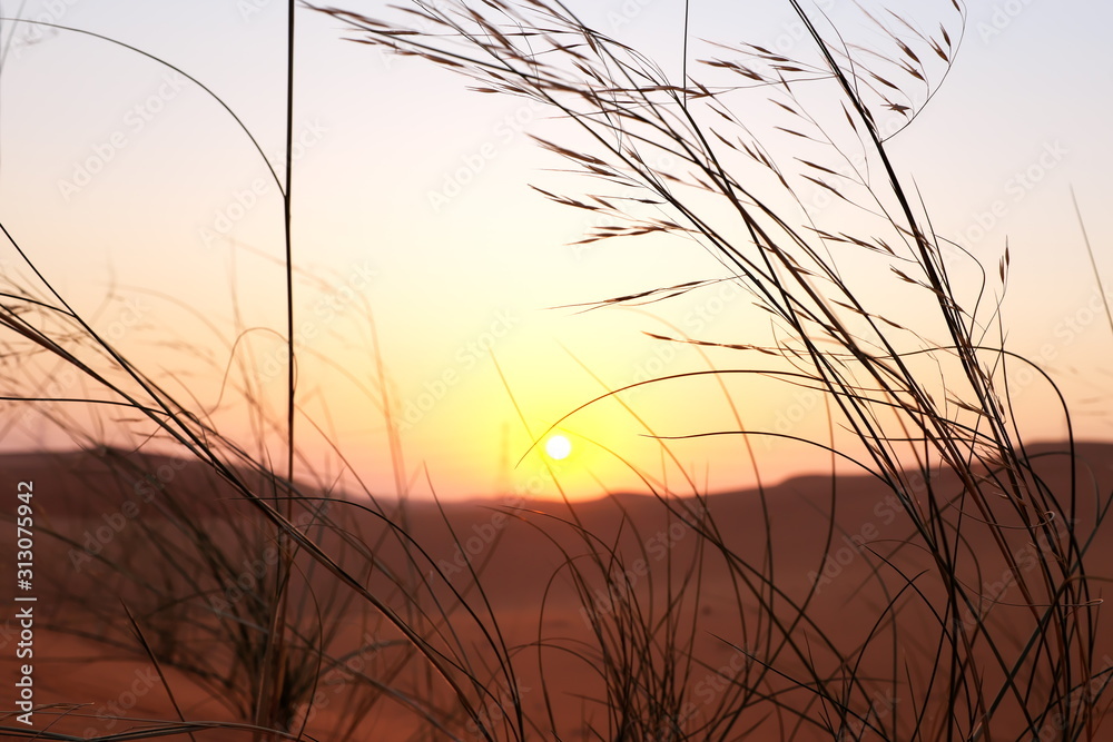 Grass silhouettes at sunrise in the desert. Al Dahna, Riyadh, Saudi Arabia Grass silhouettes at sunrise in the desert. Al Dahna, Riyadh, Saudi Arabia