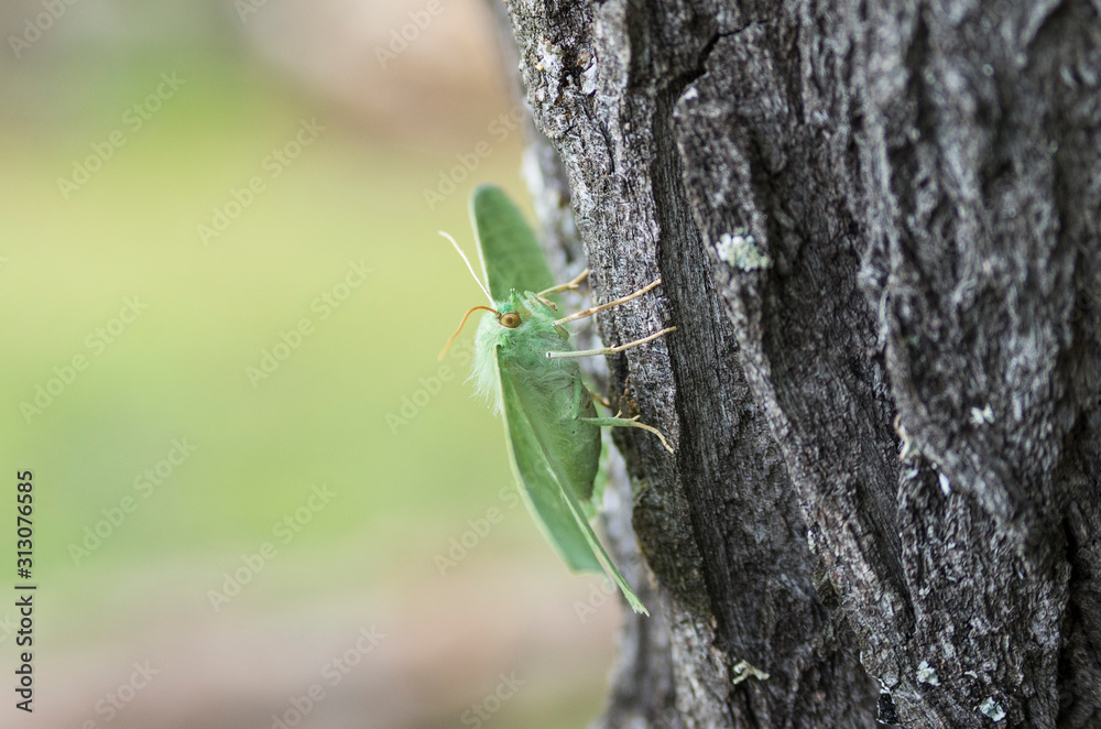 Butterfly large emerald (Geometra papilionaria) on a tree trunk. Butterfly large emerald (Geometra papilionaria) on a tree trunk.