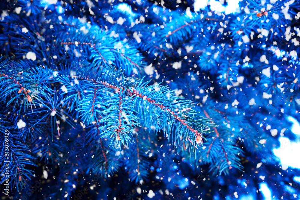 Background of bright blue branches of blue pine in winter in snowy weather.