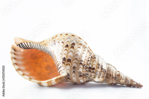 Beautifu seashell on a white background. Close up