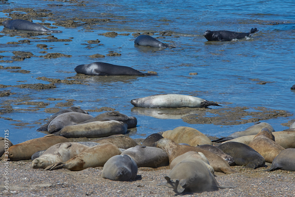 Fototapeta premium sea lion on beach
