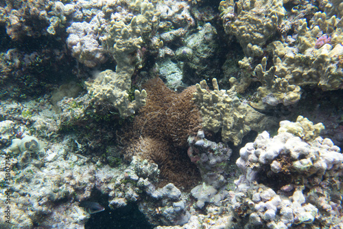 View of beautiful corals