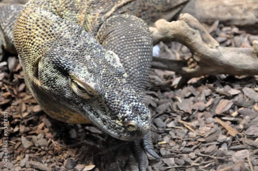 Komodo-Waran Komodo-Waran