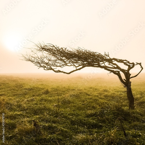 Windswept tree in fog