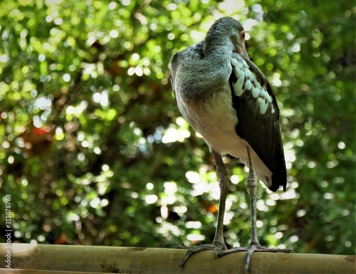 tropischer Vogel