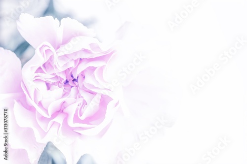 Cold pale pink violet carnation flower background. Pastel flower, copy space