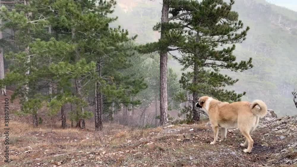 Big red dog came in a blizzard on the mountain top Ai Petri. The wind is blowing strongly at her.