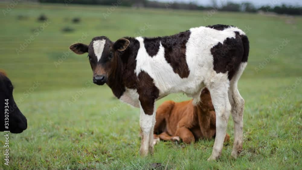 Portrait of beautiful Ayrshire and Friesian calf on free-range organic farm pasture. Portrait of beautiful Ayrshire and Friesian calf on free-range organic farm pasture.
