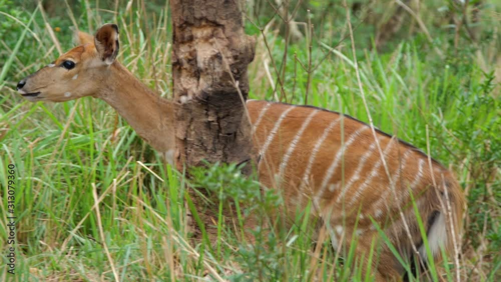 Young lowland Nyala female walk in forest Young lowland Nyala female walk in forest