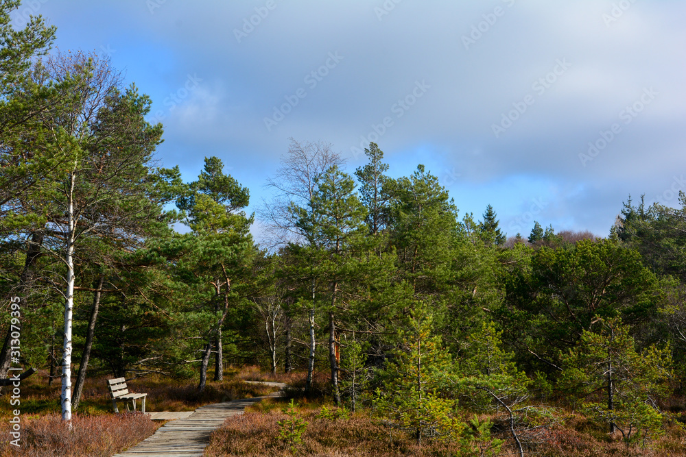 Bench on the path in the Black Moor in the Rhön, Bavaria, Germany Bench on the path in the Black Moor in the Rhön, Bavaria, Germany