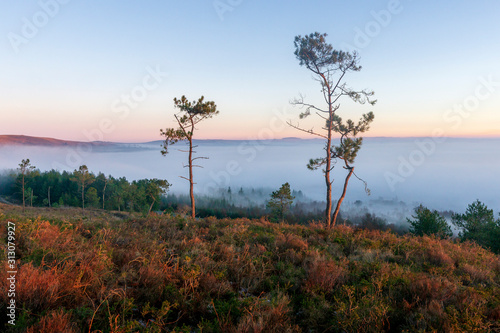 Fototapeta Naklejka Na Ścianę i Meble -  le brouillard dans la montage