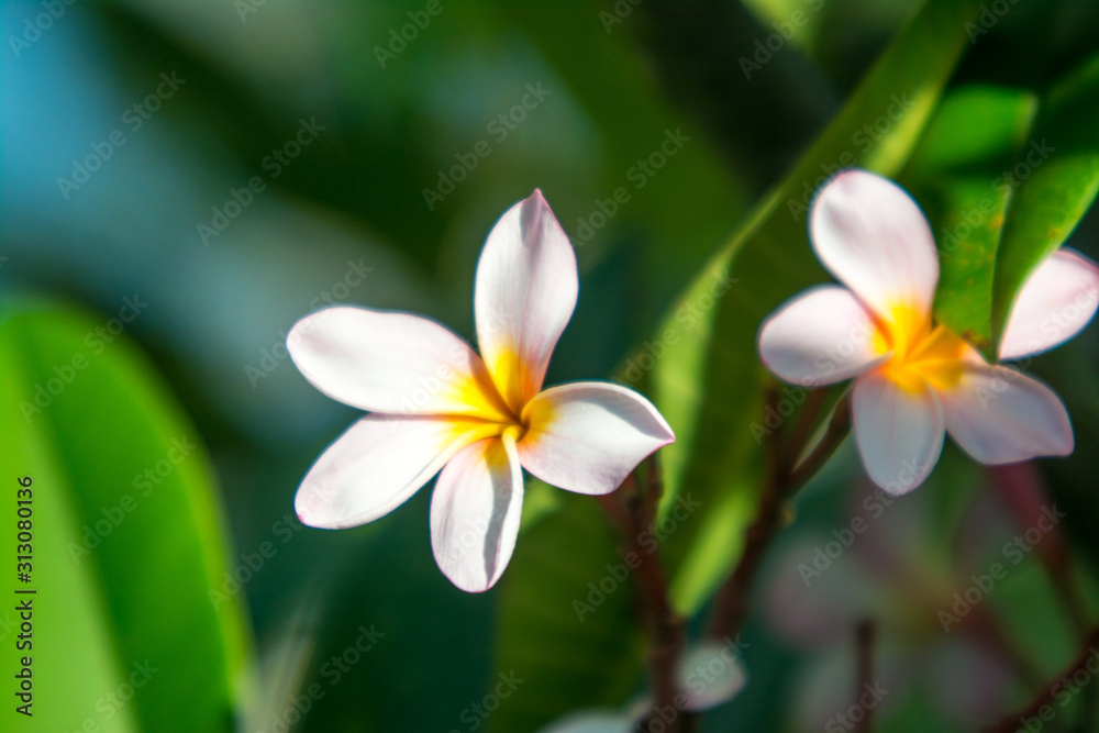 frangipani flower on green background