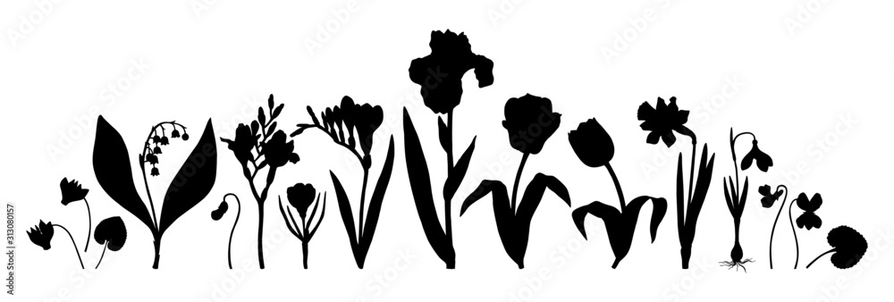 Kolekcja wiosennych kwiatów. Zestaw ręcznie rysowane sylwetki kwiatowy. Botaniczne ilustracje tulipanów, krokusów, frezji, irysa, narcyza, przebiśniegów, cyklamenu. Idealne do karty, zaproszenia, logo, mongram <span>plik: #313080157 | autor: geraria</span>