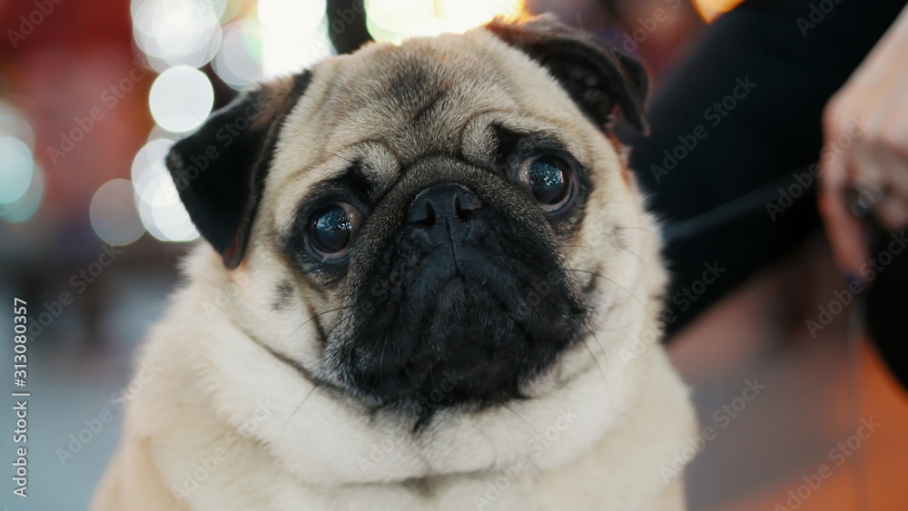 Portrait of funny pug dog on new year party on city christmas tree, bokeh from garlands in the background