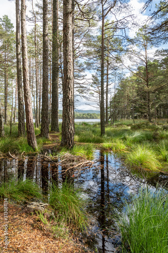 Wetlands around Loch Garten  Highlands  Scotland