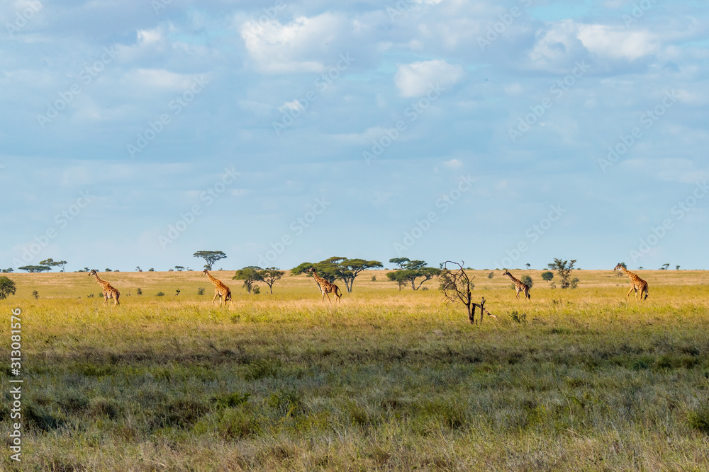 Beautiful shot of a grassy field with giraffes in the distance under blue sky in Masai mara Kenya Beautiful shot of a grassy field with giraffes in the distance under blue sky in Masai mara Kenya