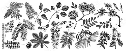Vector set of hand drawn blossoming trees illustration. Spring design elements. Vector flower, leaf, branch sketches collection on white background