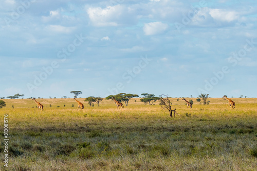 Beautiful shot of a grassy field with giraffes in the distance under blue sky in Masai mara Kenya