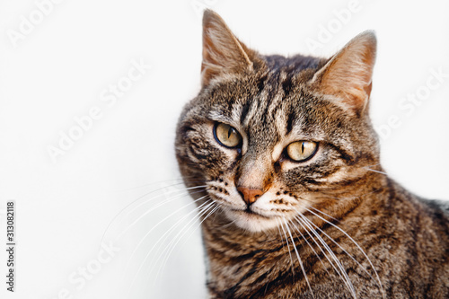 Focused look cat on white background, striped color, bright yellow eyes and long mustache
