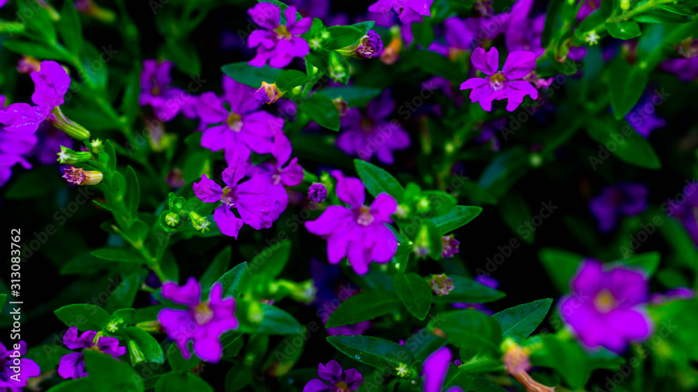 purple flowers between green leaves. 
