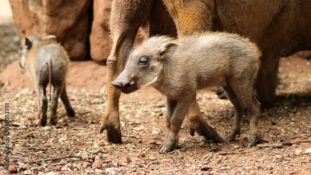 Cute African warthog piglets grazing with their mother. Cute African warthog piglets grazing with their mother.