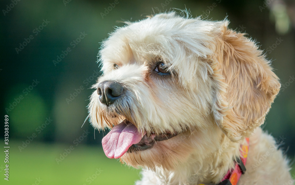 portrait of a dog portrait of a dog
