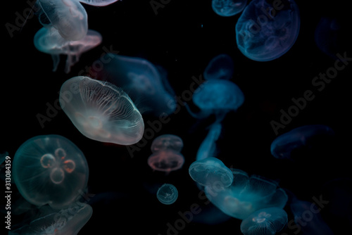 jellyfish © Justolas