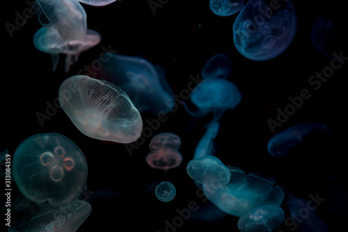 jellyfish