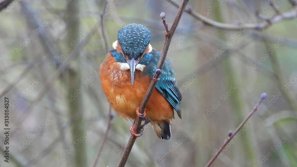 Eisvogel sitzt im Geäst am Ufer der Mosel