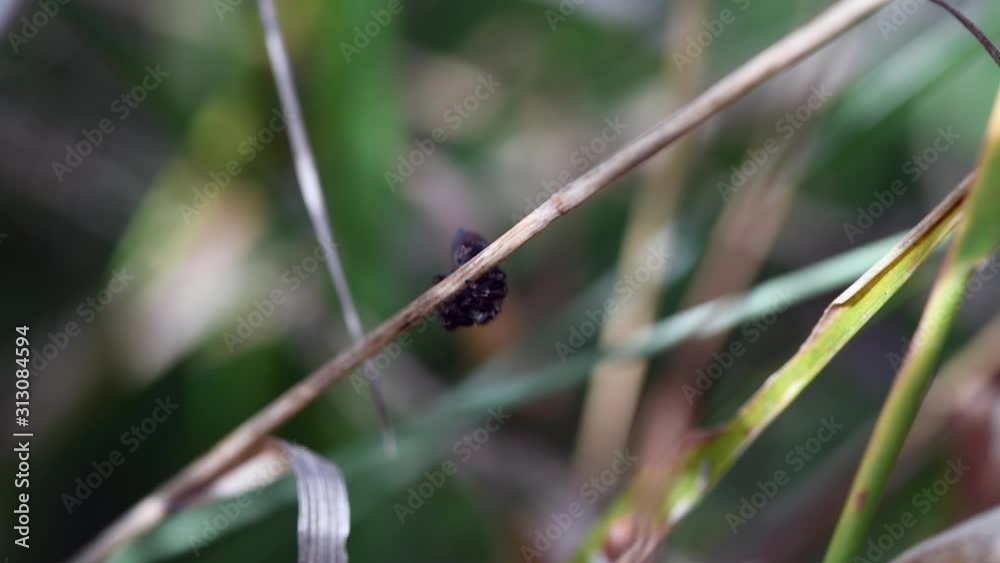 Small jumping spider crawling on a grass Small jumping spider crawling on a grass