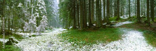 Snow in the coniferous forest in early summer. Ukraine