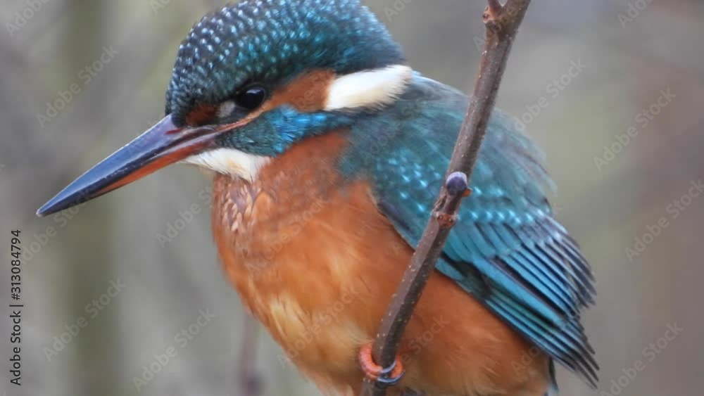 Eisvogel sitzt im Geäst am Ufer der Mosel