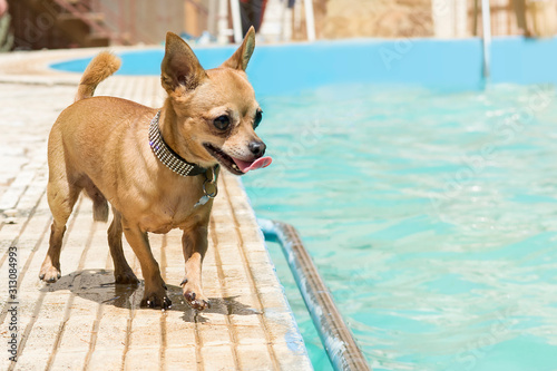 Fototapeta Naklejka Na Ścianę i Meble -  Cute chihuahua dog with his tongue out playing near the pool in a sunny day.